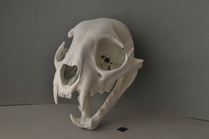 3d печать скульптуры черепа для NIKE